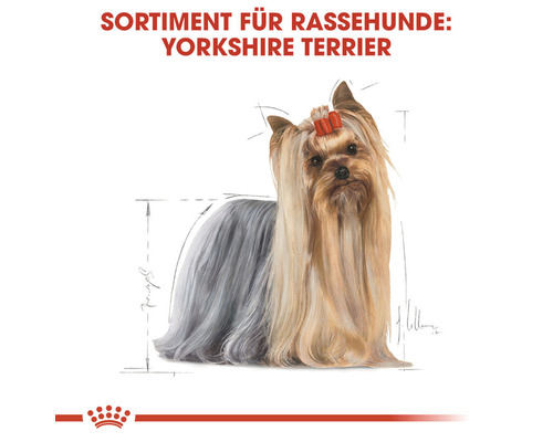 Yorkshire Terrier für Rassehunde