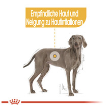 Illustration eines Hundes mit empfindlicher Haut