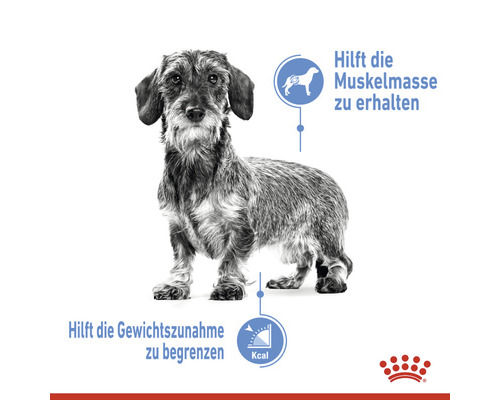 Dackel mit Informationen zum Erhalt der Muskelmasse und zur Begrenzung der Gewichtszunahme