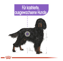 Illustration eines Hundes, geeignet für kastrierte, ausgewachsene Hunde