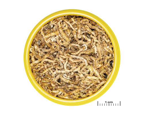 Getrocknete Mehlwürmer in einer Dose als Vogelfutter