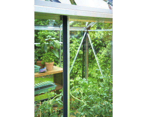 Gewächshausinnere mit Pflanzen und Regalen