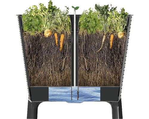 Querschnitt eines Hochbeets mit Pflanzen, Karotten und Wasserreservoir zur Bewässerung