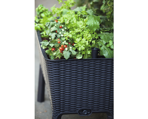 Hochbeet aus Rattan mit Tomatenpflanzen und Kräutern