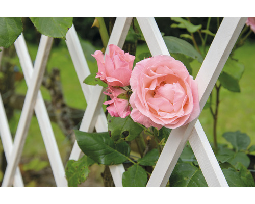 Pinke Rose an einem weißen Rankgitter