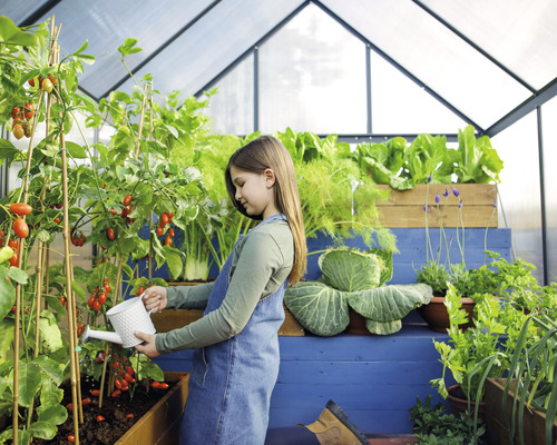 Mädchen giesst Tomatenpflanzen im Gewächshaus mit einer Giesskanne.