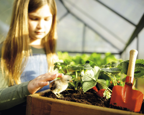 Mädchen mit Küken, Erdbeeren und Gartenschaufel im Gewächshaus