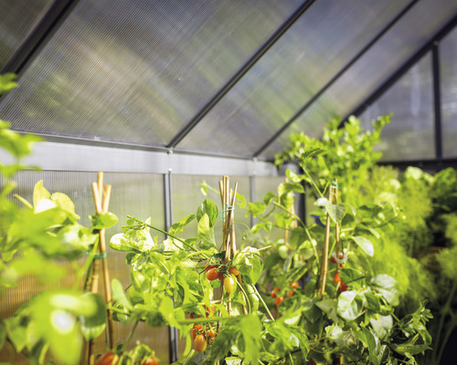 Innenansicht eines Gewächshauses mit Pflanzen und Tomaten