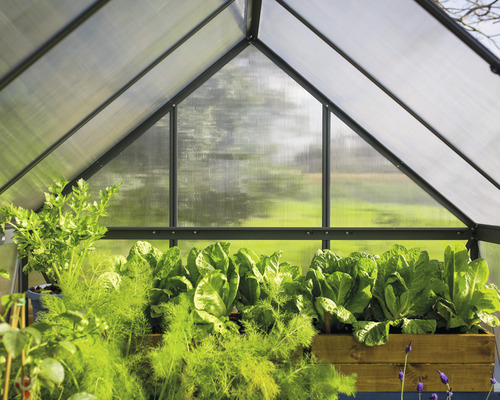 Ansicht in ein Gewächshaus mit verschiedenen Gemüsesorten in Holzkästen.