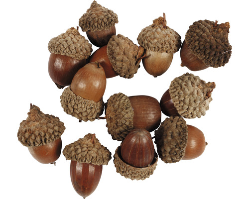Plusieurs glands avec leurs cupules