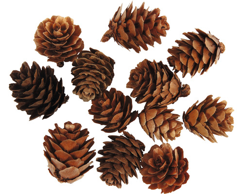 Plusieurs pommes de pin