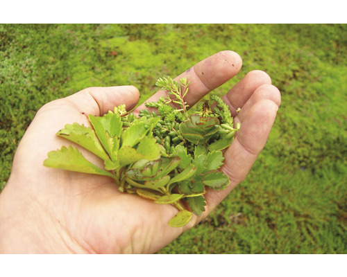 Hand hält verschiedene Sukkulenten