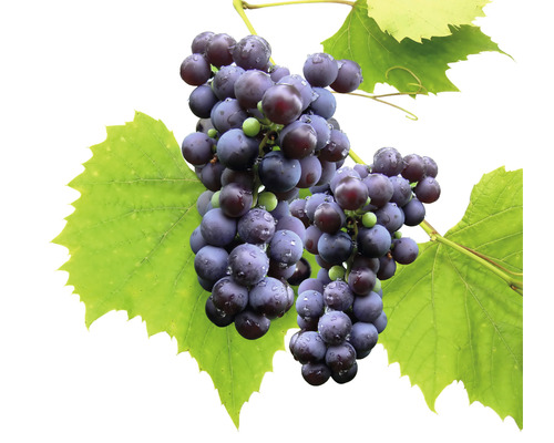 Bio Tafeltraube kernarm FloraSelf Bio Vitis vinifera 'Venus' H 60-100 cm Co 3 L