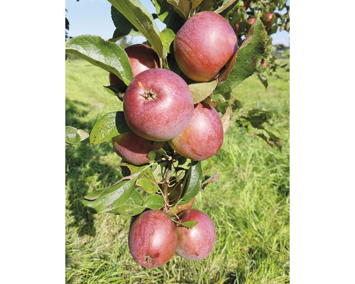 Pommier colonnaire bio FloraSelf Bio Malus domestica 'Fire Dance' H 130-150 cm Co 10 L Pommier colonnaire bio FloraSelf Bio Malus domestica 'Fire Dance' H 130-150 cm Co 10 L
