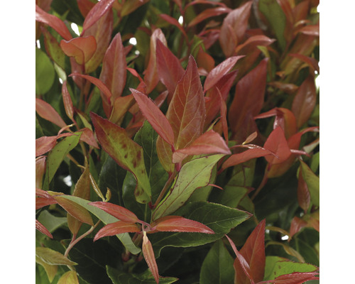 Haie de photinia persistante avec des feuilles rouges et vertes