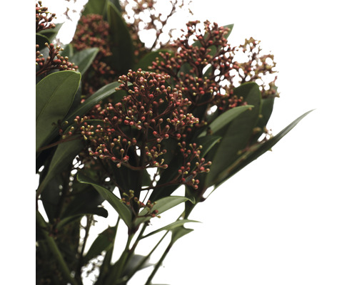 Branche avec feuilles et baies
