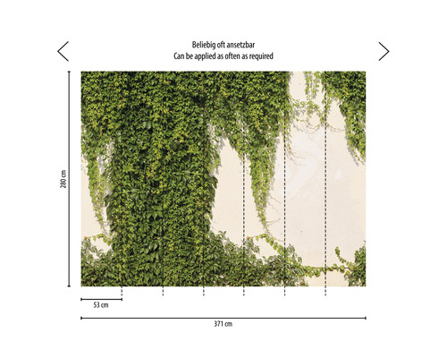 Papier peint avec végétation de lierre vert, dimensions 371 cm x 280 cm