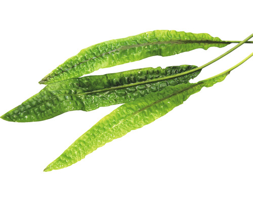 Geweihfarn auf weißem Hintergrund