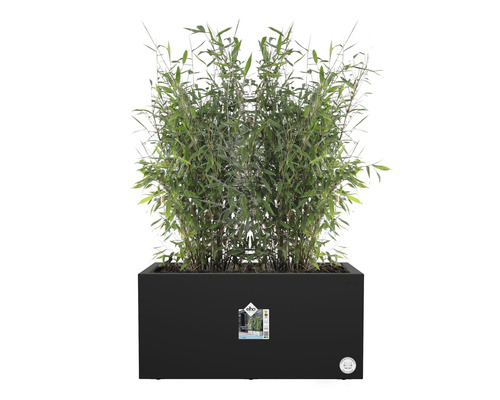 Bambou dans un bac à fleurs noir