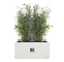 Jardinière rectangulaire avec plante de bambou