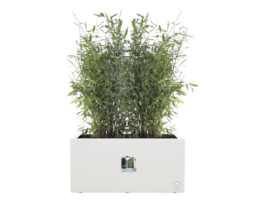 Jardinière rectangulaire avec plante de bambou