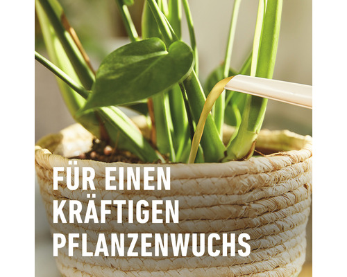 Gießen einer Pflanze im geflochtenen Korb für kräftiges Wachstum