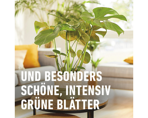 Monstera Zimmerpflanze im Topf auf einem Tisch