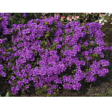 Blühender Rhododendronbusch mit lilafarbenen Blüten