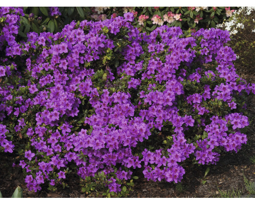 Japanische Azalee FloraSelf Rhododendron obtusum 'Königstein' H 30-40 cm Co 5 L Blühender Rhododendronbusch mit lilafarbenen Blüten