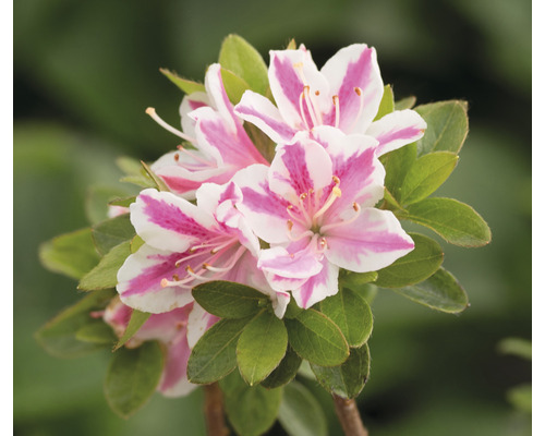 Japanische Azalee FloraSelf Rhododendron obtusum 'Kermesina rosé' H 25-30 cm Co 3 L Azalee mit gestreiften Blüten und grünen Blättern