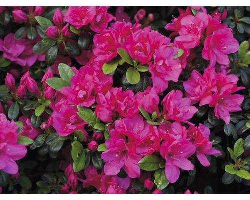 Azalée du Japon FloraSelf Rhododendron obtusum 'Canzonetta' h 30-35 cm Co 5 l Azalée avec fleurs