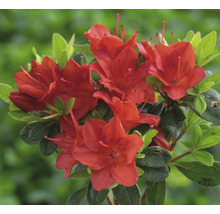 Azalée avec des fleurs rouges et des feuilles vertes