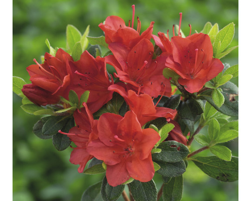 Azalée du Japon FloraSelf Rhododendron obtusum 'Fridoline' h 30-40 cm Co 5 l Azalée avec des fleurs rouges et des feuilles vertes