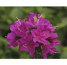 Nahaufnahme einer lila Blüte der Rhododendron Pflanze.