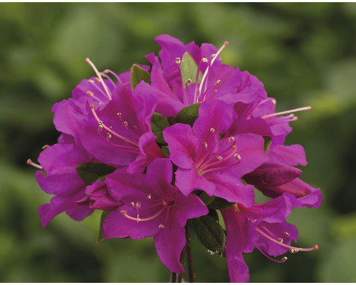 Japanische Azalee FloraSelf Rhododendron obtusum 'Purpurtraum' H 30-40 cm Co 5 L Nahaufnahme einer lila Blüte der Rhododendron Pflanze.