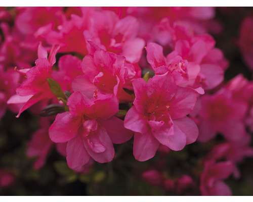 Azalée du Japon FloraSelf Rhododendron obtusum 'Gislinde' h 25-30 cm Co 3 l
