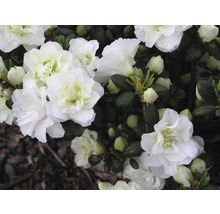 Nahaufnahme von weißen Azaleenblüten