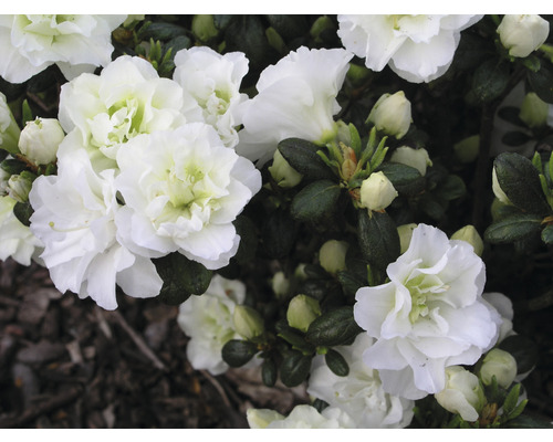 Azalée du Japon FloraSelf Rhododendron obtusum 'Schneeperle' h 30-40 cm Co 5 l