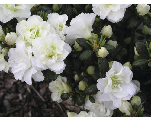 Azalée du Japon FloraSelf Rhododendron obtusum 'Schneeperle' h 30-40 cm Co 5 l Gros plan de fleurs d''azalée blanches