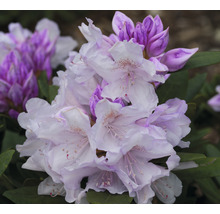 Nahaufnahme von Rhododendronblüten