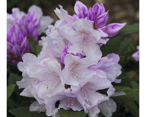 Ball-Rhododendron FloraSelf Rhododendron yakushimanum 'Biko' H 30-40 cm Co 5 L Nahaufnahme von Rhododendronblüten