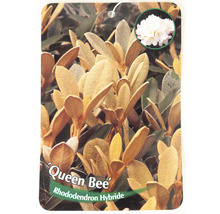 Rhododendron FloraSelf Rhododendron tsariense 'Queen Bee' h 30-40 cm Co 5 l parfumé