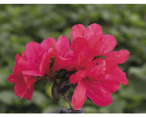 Azalée du Japon FloraSelf Rhododendron obtusum 'Little Red' h 30-40 cm Co 5 l Azalée fleurie en pot