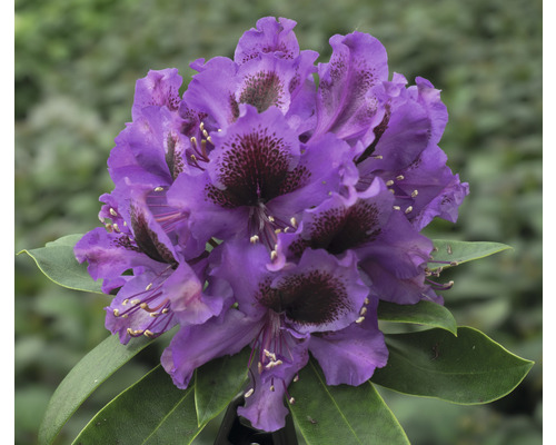 Rhododendron à grosses fleurs FloraSelf Rhododendron Hybride 'Orakel' h 30-40 cm Co 5 l Rhododendron à grosses fleurs FloraSelf Rhododendron Hybride 'Orakel' h 30-40 cm Co 5 l