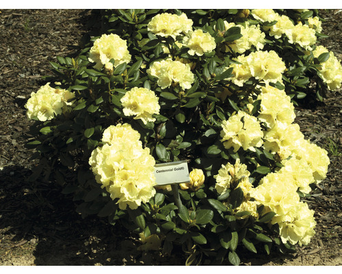 Rhododendron-boule FloraSelf Rhododendron yakushimanum 'Centennial Gold' h 30-40 cm Co 5 l