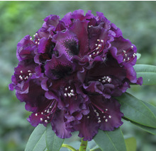 Blüte einer purpurfarbenen Rhododendron Pflanze
