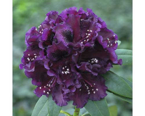 Rhododendron à grosses fleurs FloraSelf Rhododendron Hybride 'Dramatic Dark' h 30-40 cm Co 5 l