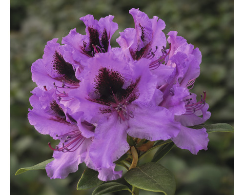 Rhododendron à grosses fleurs FloraSelf Rhododendron Hybride 'Rhododendronpark Graal-Müritz' h 40-50 cm Co 7,5 l