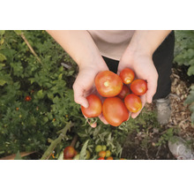 Une personne tient une poignée de tomates récoltées dans le jardin.