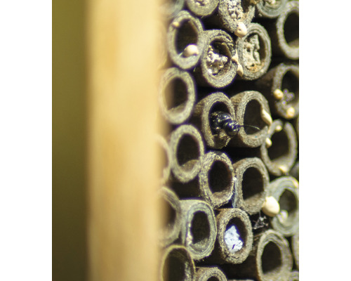 Insektenhotel mit Insekten